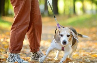 Was Your Dog Harder to Train During the Pandemic? Science Says You’re Not Alone