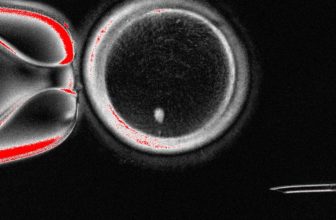 Biologists Turn Skin Cells Into Human Eggs in Groundbreaking Experiment