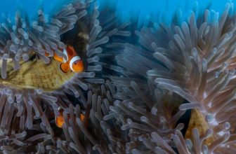 Do You Know Where Aquarium Fish Come From? The Answer Might Shock You