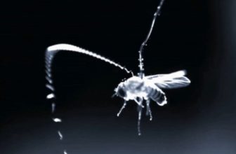 Flying Parasitic Worms Use This Superpower to Ambush Prey Midair