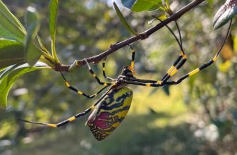 They’re Huge, They’re Creepy, and They’re Back—An Expert’s Tips for Joro Spider Season