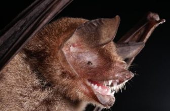 New Bat Coronavirus Shares a Feature That Helped Covid-19 Infect Humans