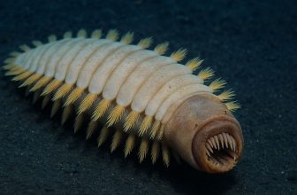 The Antarctic “Alien Worm” Is Real — Just Not Quite the Monster the Internet Imagined