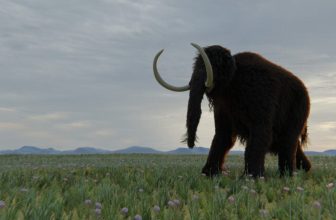 Rediscovered Fossil Redraws the Map of Woolly Mammoth Territory