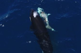 Jaw-Dropping Video Shows Orcas Flipping a Great White Shark to Feast On Its Liver