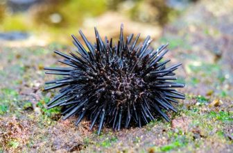 Sea Urchins Are Basically Brains Covered in Spikes, Study Finds